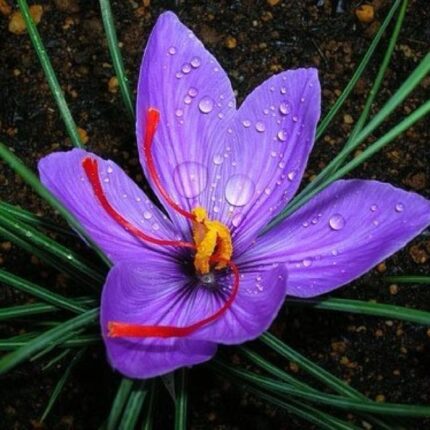 Afghani Saffron
